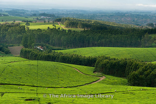 ML-TH-tea_estate-09-0002_large.jpg